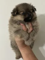Pom#1, a female Pomeranian for sale in Inman, SC – 3 of 5