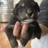 Dog#04, a male Miniature Australian Shepherd for sale in Inman, SC – Photo 5 of 8