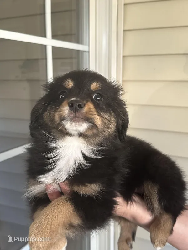Dog#04 – Miniature Australian Shepherd puppy for sale in Inman, SC