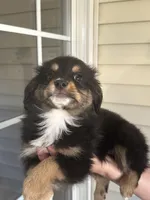 Dog#04, a male Miniature Australian Shepherd for sale in Inman, SC – Photo 1 of 8