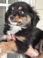 Dog#04, a male Miniature Australian Shepherd for sale in Inman, SC – Photo 3 of 8