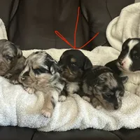 Dog#04, a male Miniature Australian Shepherd for sale in Inman, SC – Photo 8 of 8