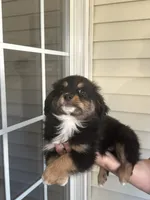 Dog#04, a male Miniature Australian Shepherd for sale in Inman, SC – Photo 2 of 8