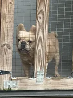 Rocky, a male French Bulldog for sale in Inman, SC – 5 of 6