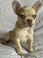 Frenchie #01 , a male French Bulldog for sale in Inman, SC – 2 of 6