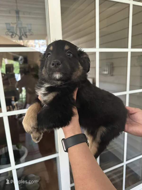 Puppy#1 – Miniature Australian Shepherd puppy for sale in Inman, SC