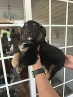 Puppy#1, a male Miniature Australian Shepherd for sale in Inman, SC – Photo 1 of 2