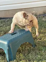 Monica, a female French Bulldog for sale in Inman, SC – Photo 2 of 3