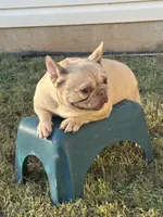 Monica, a female French Bulldog for sale in Inman, SC – Photo 1 of 3