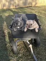 Monica, a female French Bulldog for sale in Inman, SC – Photo 3 of 3