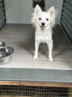 Snow White, a female American Eskimo for sale in Inman, SC – 3 of 3