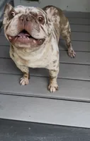 Dragon, a male French Bulldog for sale in Inman, SC – 2 of 5
