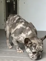 Lucy, a female French Bulldog for sale in Inman, SC – 3 of 3