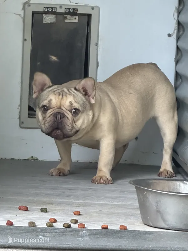 Elsa – French Bulldog puppy for sale in Inman, SC