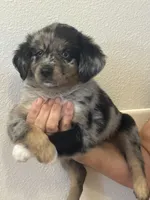 Aussie#5, a male Miniature Australian Shepherd for sale in Inman, SC – 2 of 5