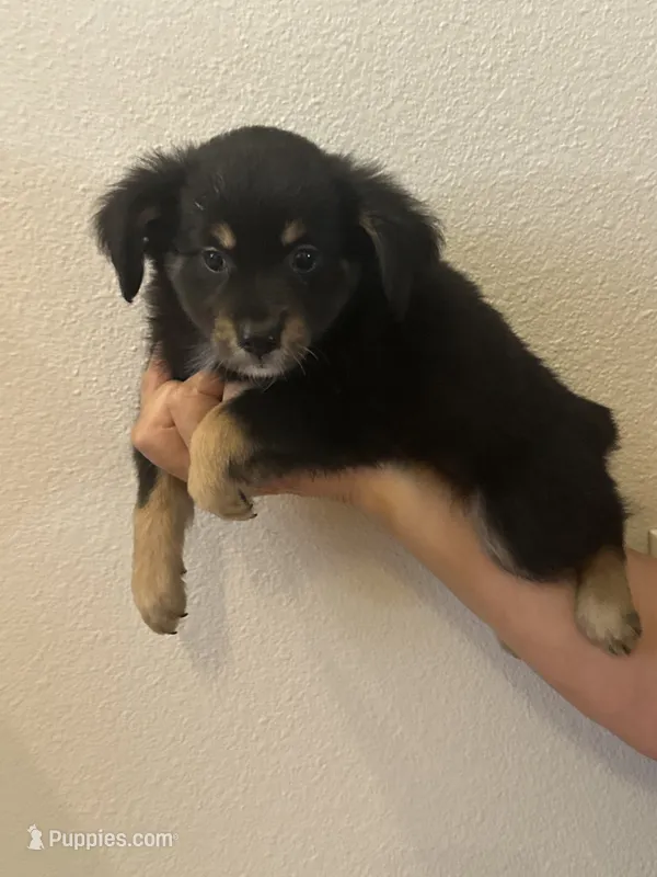 Aussie#1 – Miniature Australian Shepherd puppy for sale in Inman, SC