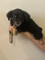 Aussie#1, a female Miniature Australian Shepherd for sale in Inman, SC – 1 of 3