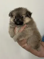 Pom#1, a female Pomeranian for sale in Inman, SC – 4 of 5