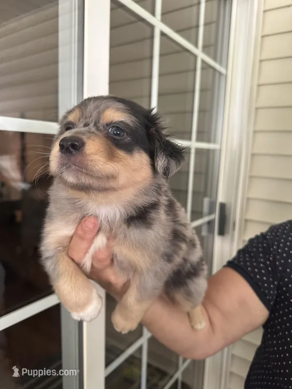 Aussie#8 – Miniature Australian Shepherd puppy for sale in Inman, SC