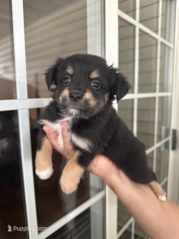 Aussie#10 – Miniature Australian Shepherd puppy for sale in Inman, SC
