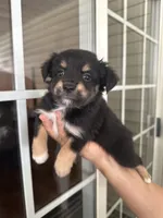 Aussie#10, a female Miniature Australian Shepherd for sale in Inman, SC – 1 of 2