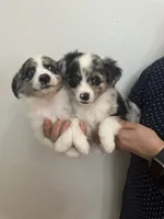 Aussie#4, a male Miniature Australian Shepherd for sale in Inman, SC – 6 of 8