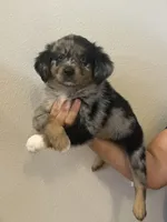 Aussie#5, a male Miniature Australian Shepherd for sale in Inman, SC – 1 of 5