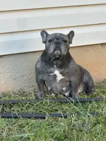 Taxhi, a female French Bulldog for sale in Inman, SC – Photo 1 of 6