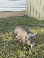 Taxhi, a female French Bulldog for sale in Inman, SC – Photo 6 of 6