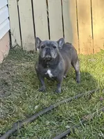 Taxhi, a female French Bulldog for sale in Inman, SC – Photo 3 of 6