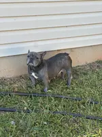 Taxhi, a female French Bulldog for sale in Inman, SC – Photo 4 of 6