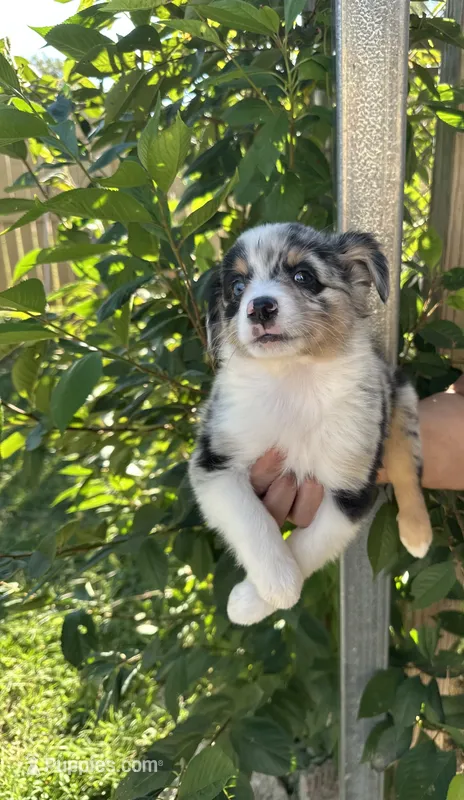 Aussie#4 – Miniature Australian Shepherd puppy for sale in Inman, SC
