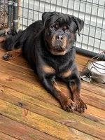 Rocky, a male Rottweiler for sale in Inman, SC – 4 of 4