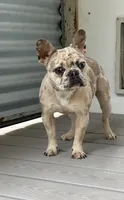Gloria, a female French Bulldog for sale in Inman, SC – 2 of 4