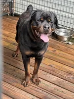 Rocky, a male Rottweiler for sale in Inman, SC – 2 of 4