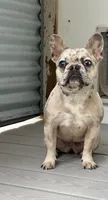 Gloria, a female French Bulldog for sale in Inman, SC – 4 of 4