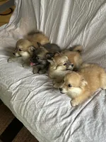 Dog#06, a female American Eskimo and Miniature Australian Shepherd for sale in Inman, SC – 3 of 4