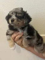 Aussie#2, a female Miniature Australian Shepherd for sale in Inman, SC – 1 of 5