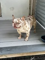 Dragon, a male French Bulldog for sale in Inman, SC – 4 of 5
