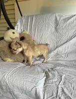 Frenchie #01 , a male French Bulldog for sale in Inman, SC – 6 of 6