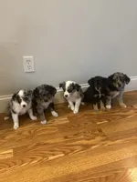 Aussie#4, a male Miniature Australian Shepherd for sale in Inman, SC – 8 of 8