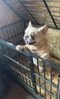Rocky, a male French Bulldog for sale in Inman, SC – 4 of 6