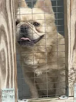 Rocky, a male French Bulldog for sale in Inman, SC – 6 of 6