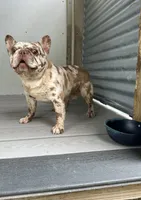 Dragon, a male French Bulldog for sale in Inman, SC – 5 of 5
