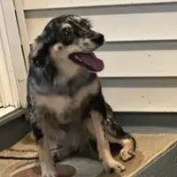 Lola, a female Miniature Australian Shepherd for sale in Inman, SC – Photo 4 of 4