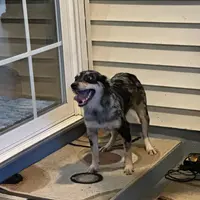 Lola, a female Miniature Australian Shepherd for sale in Inman, SC – Photo 1 of 4