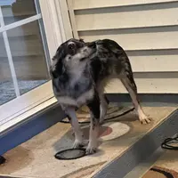 Lola, a female Miniature Australian Shepherd for sale in Inman, SC – Photo 2 of 4