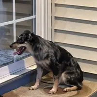 Lola, a female Miniature Australian Shepherd for sale in Inman, SC – Photo 3 of 4