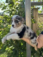 Aussie#4, a male Miniature Australian Shepherd for sale in Inman, SC – 4 of 8