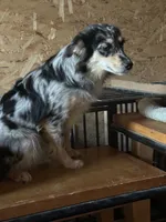 Jessie, a female Miniature Australian Shepherd for sale in Inman, SC – 3 of 4